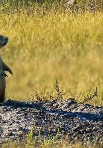 Groundhog