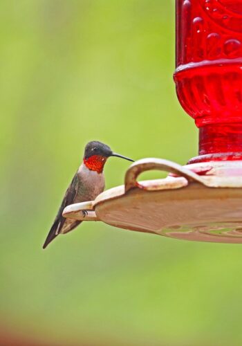 Hummingbird
