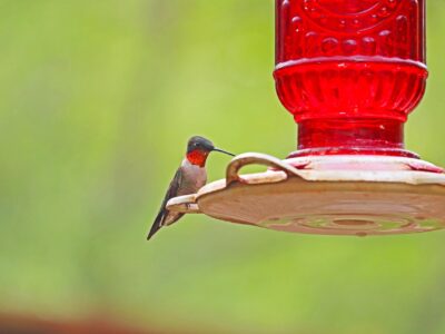 Hummingbird
